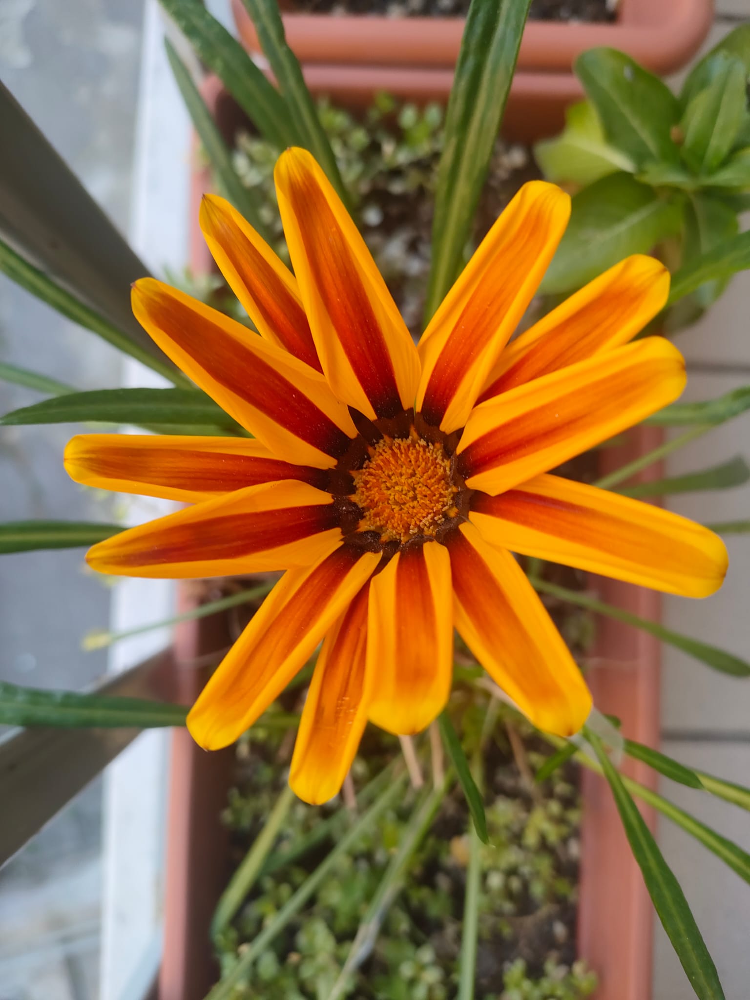 IL TEMPO DEL RI-FIORIRE